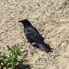 こーた