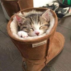 ごっち