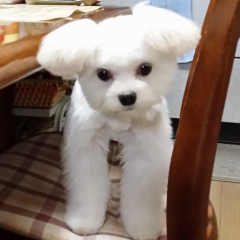 ｲﾅｽﾞﾏﾓﾛｲ