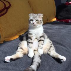 らぐねこのトーク