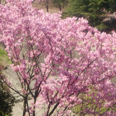 嵐について語りましょ