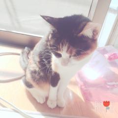 せい