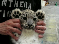 魔戒棋士のトーク