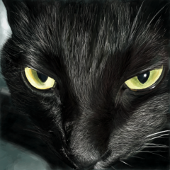 黒猫スーモのトーク