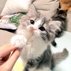 ネコひー。
