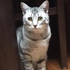 ジャイアン