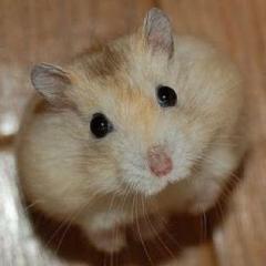 さかもるん。
