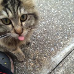 ねこねこねこ///