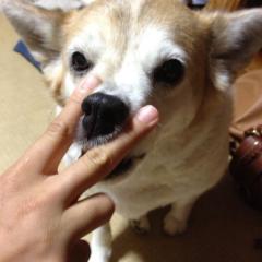 ぶーちゃんのトーク