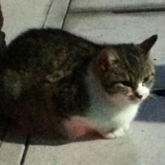 タカケン