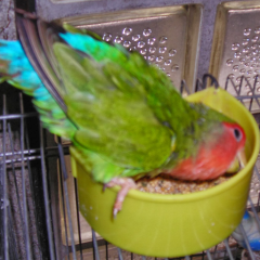 焼きそば食べたい！