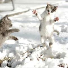 にゃにゃにゃしよ〜♡