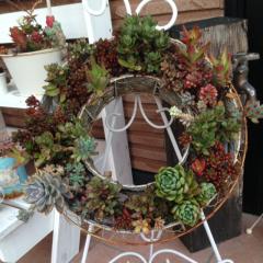 雑貨店の多肉植物です。