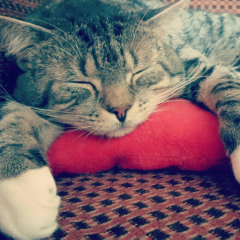 パズドラ＆ウィズトーク