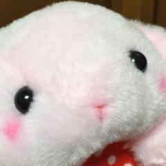 るかにゃんひま。