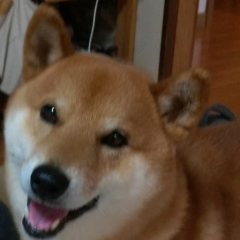 とわのトーク
