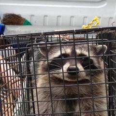 またたびのトーク