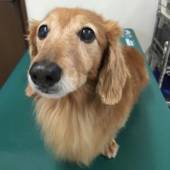 獣医師のつぶやき