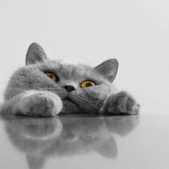 LINEが起動しなくなったんだが誰か助けてくれー