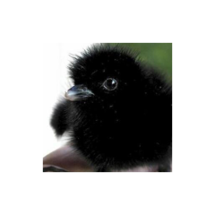 クロウ