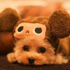 動物大好きな方々のためのトーク♪