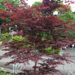 サワカツのトーク