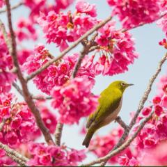 さる〜のトーク