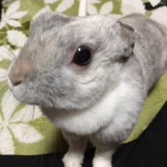 ウサギ好きな人集まれ！