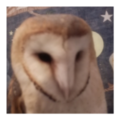 リトークなのだ！