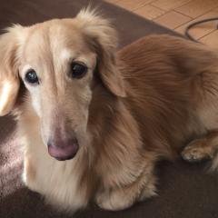 犬が大好きな人〜