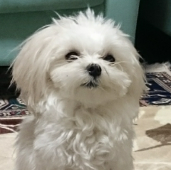 ワン！ワン！ワン！