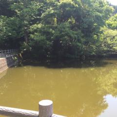 鯉釣り教えてください。