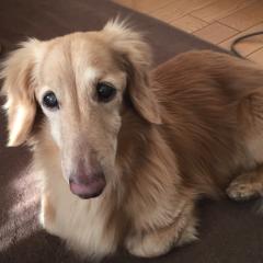ディズニーツムツム好きな人〜