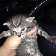 あおいのトーク