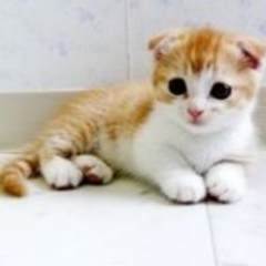 😻😻SANAのトーク