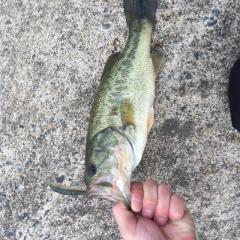 男女とわず釣り好きカモン🎣🎣🎣雑談もカモン😊