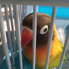 つるまげのトーク