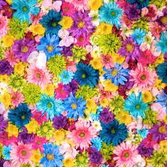 ソフトテニス部