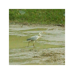 異常気象なう。27年のお米
