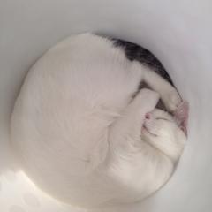 ぬかえもん
