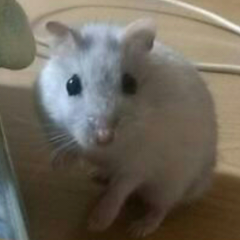 すず