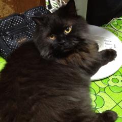 はじめしゃちょー好きな人〜