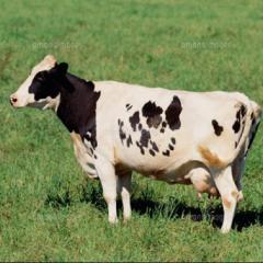 このトークに来れば巨乳になれます。