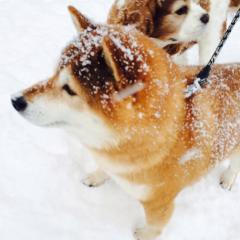 北のちゃんぽん