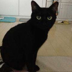 こじろーの部屋