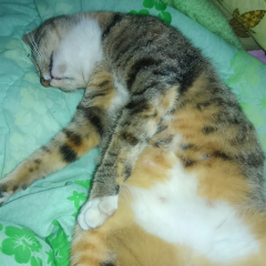 猫写真館🐱💕😻