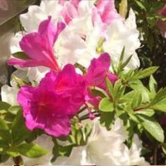 白髪の小ちゃいオッちゃん…❗️