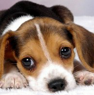 755★犬好きな方の雑談わんฅ՞•ﻌ•՞ฅ"