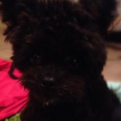 犬を飼っている人トーク