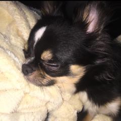 たんゆずくん 歌舞伎町 ホスト